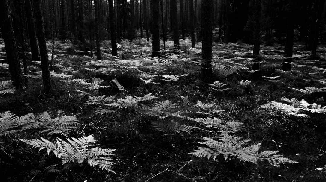 grayscale photo of fern plants surrounded by trees